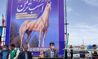 ضرورت ایجاد مرکز اصلاح نژاد اسب اصیل ترکمن در کشور/ جشنواره "زیبایی اسب ترکمن" ثبت ملی می‌شود